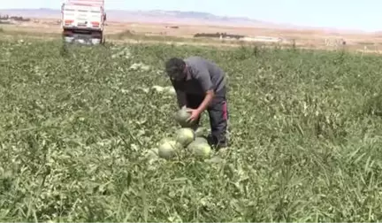 Yozgat'ta Kavun Karpuz Hasadı Başladı