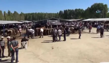 Kurban Bayramının Yaklaşmasıyla Kurban Pazarı Hareketlendi