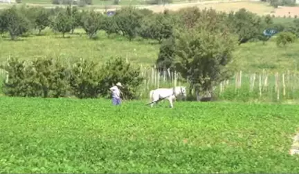 Burdur İnsuyu'nda Fasulye Hasadı Devam Ediyor