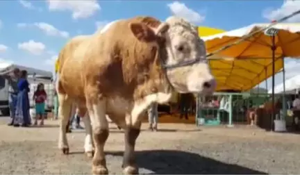 Pazarın Paşası 21 Bin Liraya Alıcı Buldu