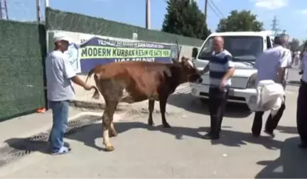 Kurban Pazarında Hareketlilik Devam Ediyor