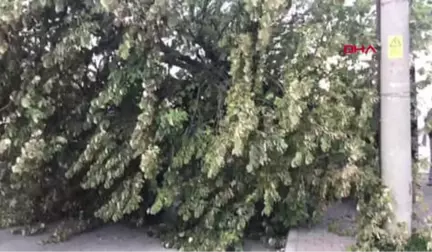 Düzce - Ağaç Kamyonetin Üzerine Devrildi