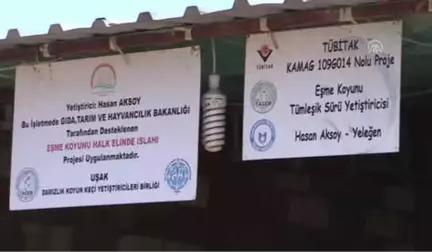 Et Açığı Tescilli Eşme Koyunuyla Azaltılacak - Uşak