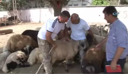 Kurban Satıcısı Her Yerde Alacak Verecek Defterini Arıyor