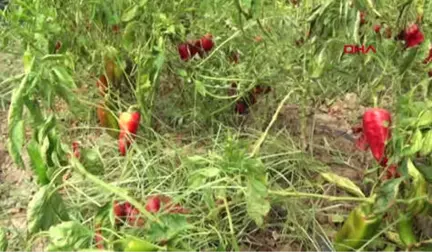 Bursa Mahalleyi İstila Eden Fareler İçin 1 Ton Zehirli Buğday Gönderildi Hd