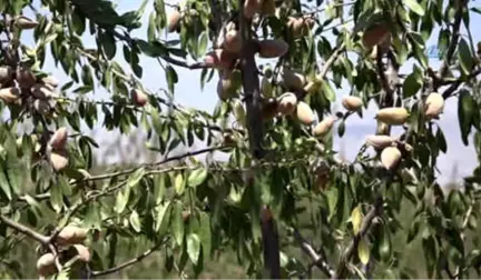 Adıyaman'da Badem Üreticileri Hasattan Memnun