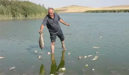 Konya'da Korkutan Balık Ölümleri! Binlercesi Kıyıya Vurdu