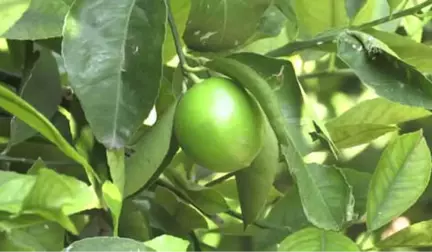 Limon Hasadında Yük Kadınlarda