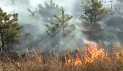 Mangal Ateşi Binlerce Çam Ağacını Kül Etti