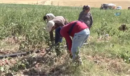 Bir Asırlık 'Kılıçlar Soğanı'nın Hasadı Başladı