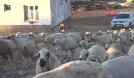 Sivas Çoban Ahmet, İkinci 'İnsansı Taşlar Müzesi' Hazırlığında