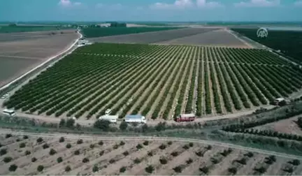 Çukurova'da Limon Verimi Çiftçiyi Mutlu Etti