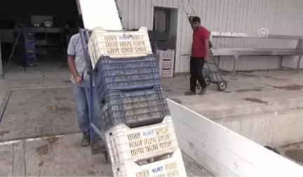 Türkiye'den Avrupa ve ABD'ye