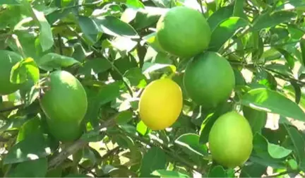 Erkenci Limonun Hasadı Sürüyor