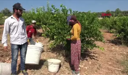 Mersin Erdemli'de Limon Hasadı Başladı