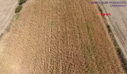 Çanakkale Cezaevi Firarisi, Tarlada Drone ile Yeri Belirlenip Yakalandı Hd