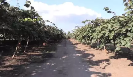 20 Bin Ton Kivi Beklentisi - Yalova