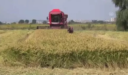 Çeltik Diyarında Hasat Devam Ediyor