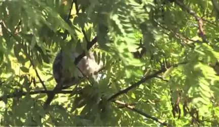 Ağaçta Mahsur Kalan Yavru Kedi Kurtarıldı