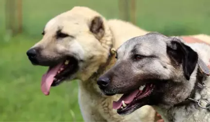 Kurt Saldırılarının Arttığı İtalya, Kangal Köpeklerini Tartışıyor