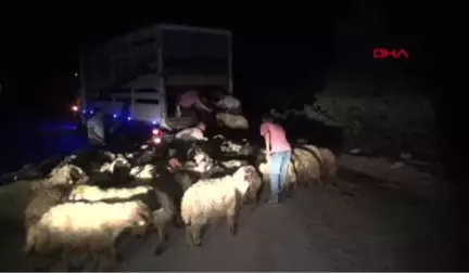 Tunceli'de Koyun Yüklü Kamyon Devrildi