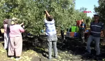 Balıkesir Edremit Körfezi'nde Zeytin Hasadı Başladı