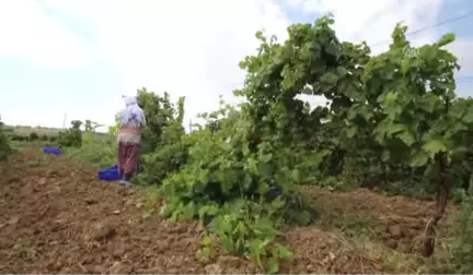 Üzüm Kabuğu ve Çekirdeği de Ekonomiye Kazandırılıyor - Tekirdağ