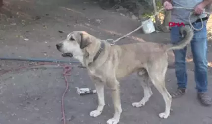 Elazığ Köpek Merakı Geçim Kaynağı Oldu