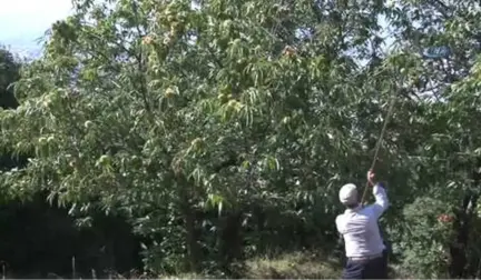 Uludağ'da Kestane Hasadı Başladı