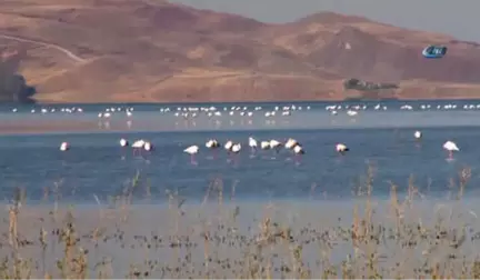 Van'da Doğu'nun Kanatları Erçek Gölü 8. Flamingo Festivali