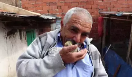 Çalınan Güvercinlere Değil Yavrulara Üzüldü