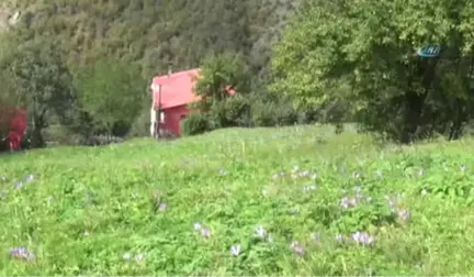 Doğal Meteoroloji Sistemi 'Vargit Çiçekleri' Yaylaları Süslüyor