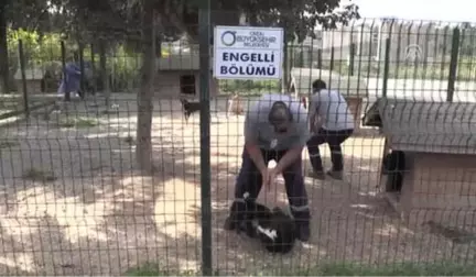 Engelli Sokak Köpekleri Hayata Sevgiyle Tutunuyor