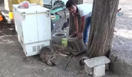 Yol Kenarındaki Yaralı Kurda Vatandaş Sahip Çıktı