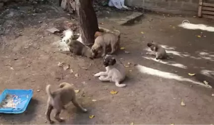 Bodruma Giren Hırsızlar 11 Kangal Köpeği Yavrusunu Çaldı