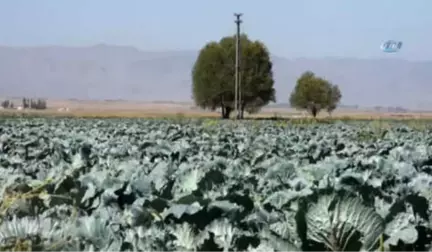 Muş'ta Lahana Hasadı Devam Ediyor