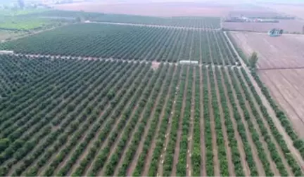 Narenciye Kenti Adana'da Portakal Hasadı Başladı... Hasat Yapan Tarlalar Havadan Görüntülendi