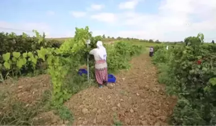 Kadınlar Pekmez Yapımına Başladı - Tekirdağ