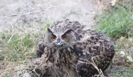 Yaralı Bulunan Baykuş Tedavi Altına Alındı