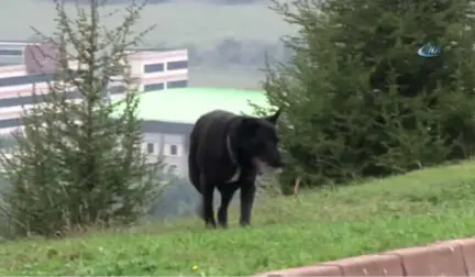 Yavrularını Kaybeden Köpek, Ağzındaki Taşı Yavrusu Sanıyor