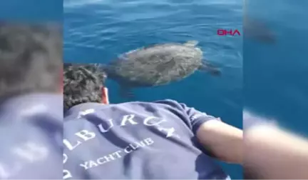 Muğla Marmaris'te Ayağına Taş Bağlanan Deniz Kaplumbağası Kurtarıldı