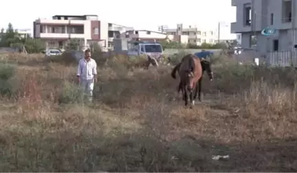 Çalındı Denilen İngiliz Atı ve Yavrusu Bulundu