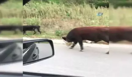 Giresun'da İneklere İşkence Gibi Uygulama ile İlgili İnceleme Başlatıldı