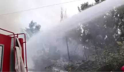 Muğla'da Sazlık Alanda Yangın