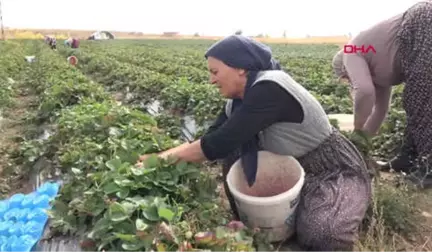 Konya 15 Bin Nüfuslu İlçeden, Çilek İhracatı