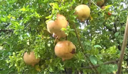 Tescilli Nar Hasadı Başladı