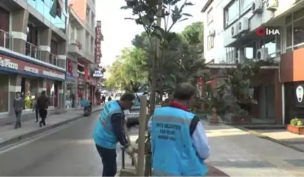 Ünye Caddelerine Manolya Ağaçları