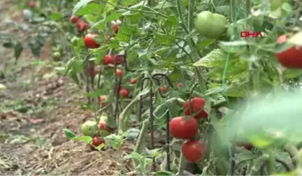 Antalya Uçak Kargoyla Daha Ucuza İhracat