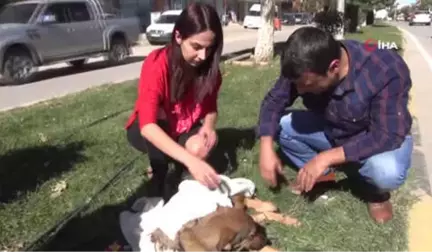 Yaralı Köpeğin Üstünü Hırkası ile Örttü