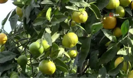 Doğu Karadeniz'de Narenciye Hasadı Başladı